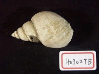 藏品(螺化石)的圖片